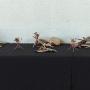 Works by Bethany De Turk